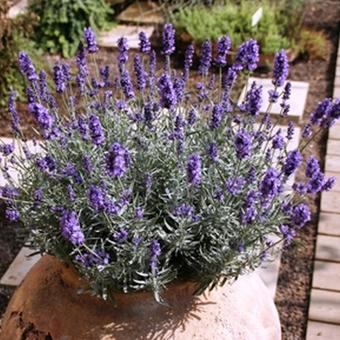 Lavandula angustifolia 'Dwarf Blue'