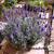 Lavandula angustifolia 'Dwarf Blue'