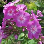 Phlox paniculata 'Pixie Miracle Grace' - Vlambloem, floks