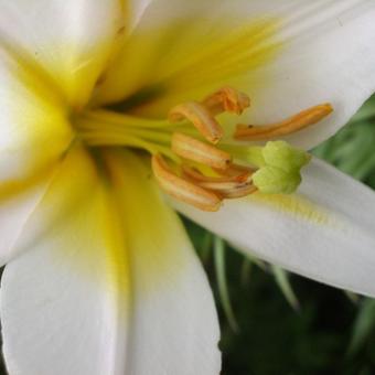 Lilium regale