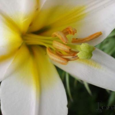 Koningslelie - Lilium regale