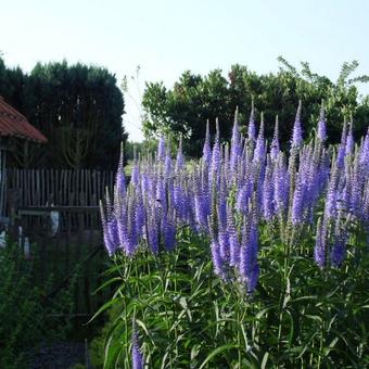 Veronica longifolia 'Blauriesin'