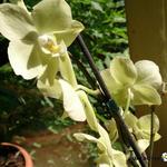 Phalaenopsis 'Yellow Butterfly' - Vlinderorchidee