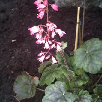 X Heucherella tiarelloides