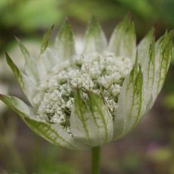 Astrantia major 'Superstar'