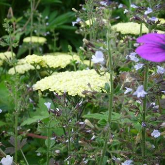 Achillea 'Taygetea'