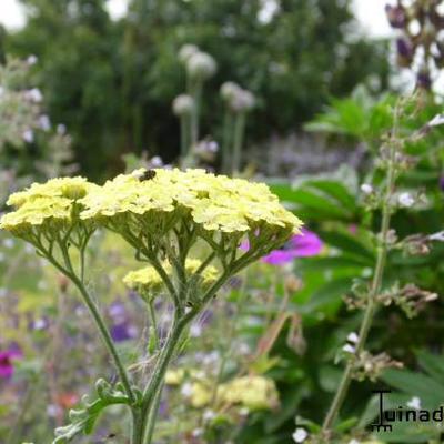 Duizendblad - Achillea 'Taygetea'