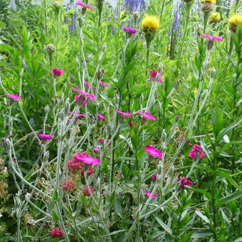 Lychnis coronaria 'Atrosanguinea'