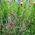 Lychnis coronaria 'Atrosanguinea'