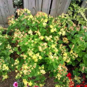 Hypericum x inodorum 'MAGICAL Red'