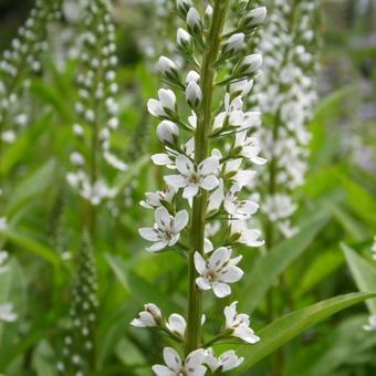 Lysimachia barystachys