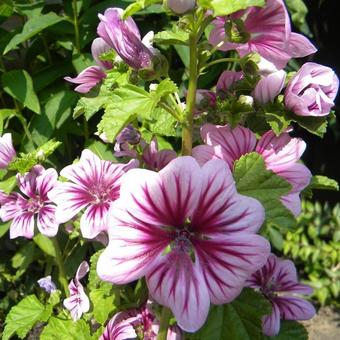 Malva sylvestris 'Zebrina'