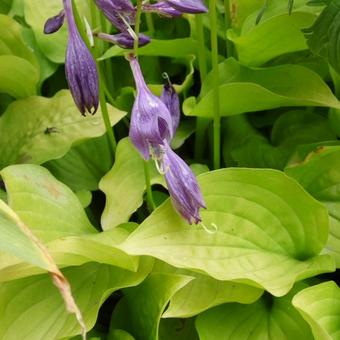 Hosta 'Boyz Toy'