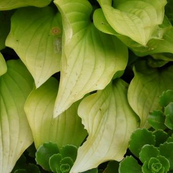 Hosta 'Boyz Toy'