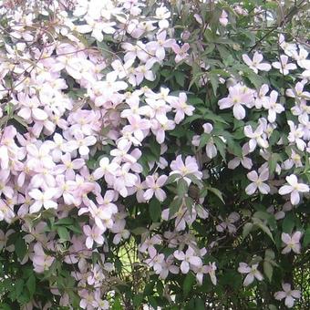 Clematis montana 'Mayleen'