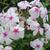 Phlox paniculata 'White Eye FLAME'