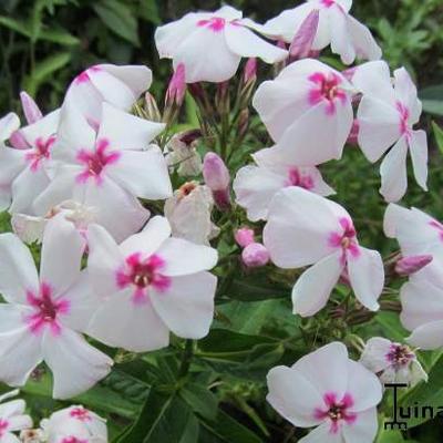 Vlambloem, floks - Phlox paniculata 'White Eye FLAME'