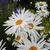 Leucanthemum 'Polaris'