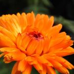 Calendula officinalis - Goudsbloem