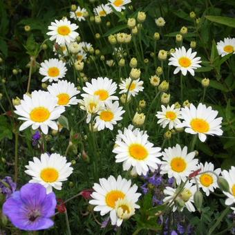 Anthemis x hybrida 'Sauce Hollandaise'