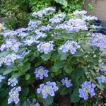 Hydrangea macrophylla 'Teller Blue' - Hortensia