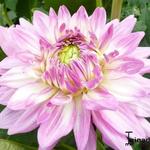 Dahlia 'Ace Summer Emotions' - Dahlia