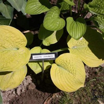 Hartlelie - Hosta 'Zounds'