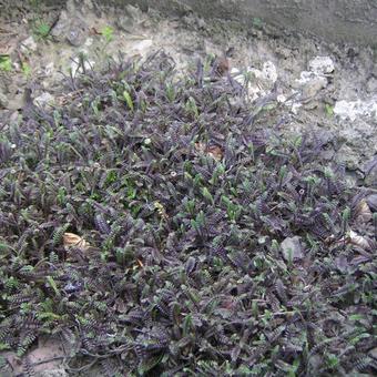 Leptinella squalida 'Platt's Black'