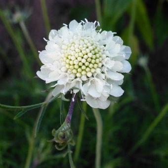 Scabiosa ochroleuca 'Moon Dance'