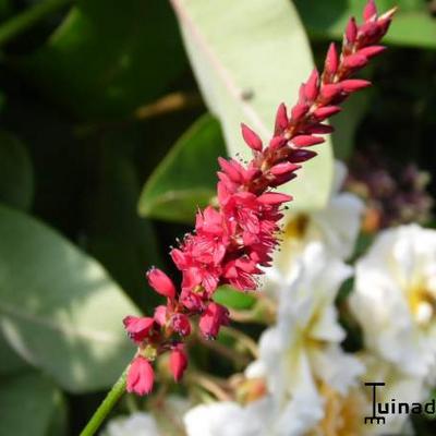 Duizendknoop - Persicaria amplexicaulis 'JS Caliente'