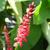 Persicaria amplexicaulis 'JS Caliente'