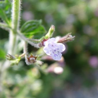 Calamintha nepeta 'Blue Cloud'