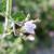 Calamintha nepeta 'Blue Cloud'