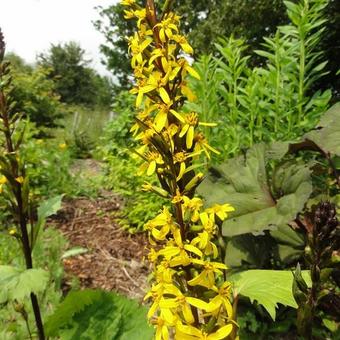 Ligularia stenocephala 'Little Rocket'