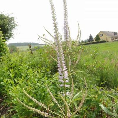 Virginische ereprijs - Veronicastrum virginicum 'Lavendelturm'