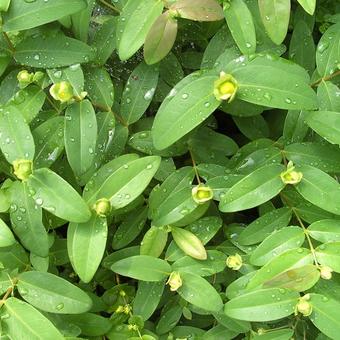 Hypericum calycinum