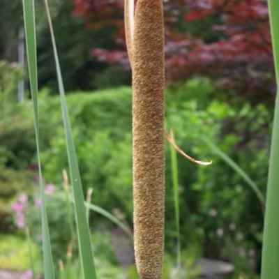 Rietsigaren of de grote lisdodde - Typha latifolia