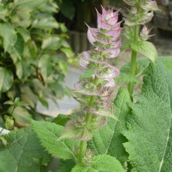 Salvia sclarea