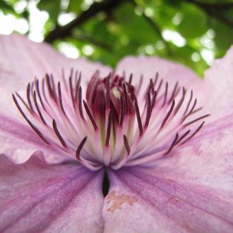 Clematis 'Hagley Hybrid'