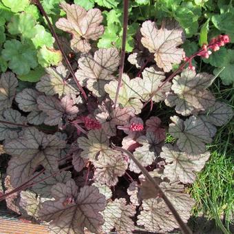 Heuchera 'Magic Color'