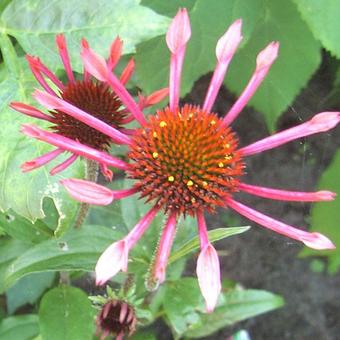 Echinacea purpurea 'Sunset'