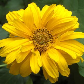 Heliopsis helianthoides var. scabra 'Ballerina'