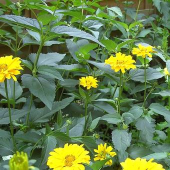 Heliopsis helianthoides var. scabra 'Ballerina'