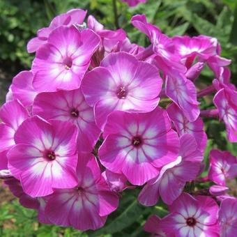 Phlox paniculata 'Pixie Miracle Grace'