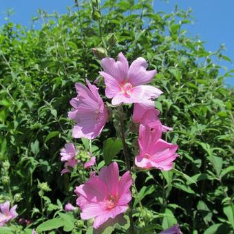 Lavatera x clementii 'Rosea'