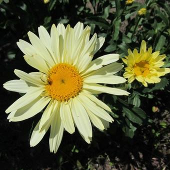 Leucanthemum x superbum 'Broadway Lights'