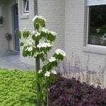 Cornus kousa 'Teutonia' - Kornoelje, Japanse grootbloemige kornoelje