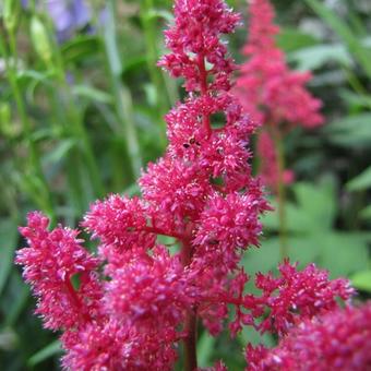 Astilbe chinensis