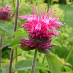 Monarda didyma 'Pink Lace' - Bergamotplant