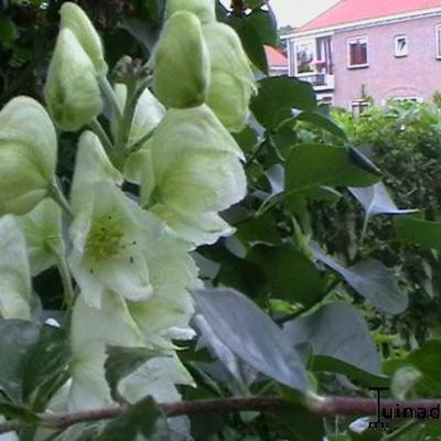 Monnikskap - Aconitum lamarckii